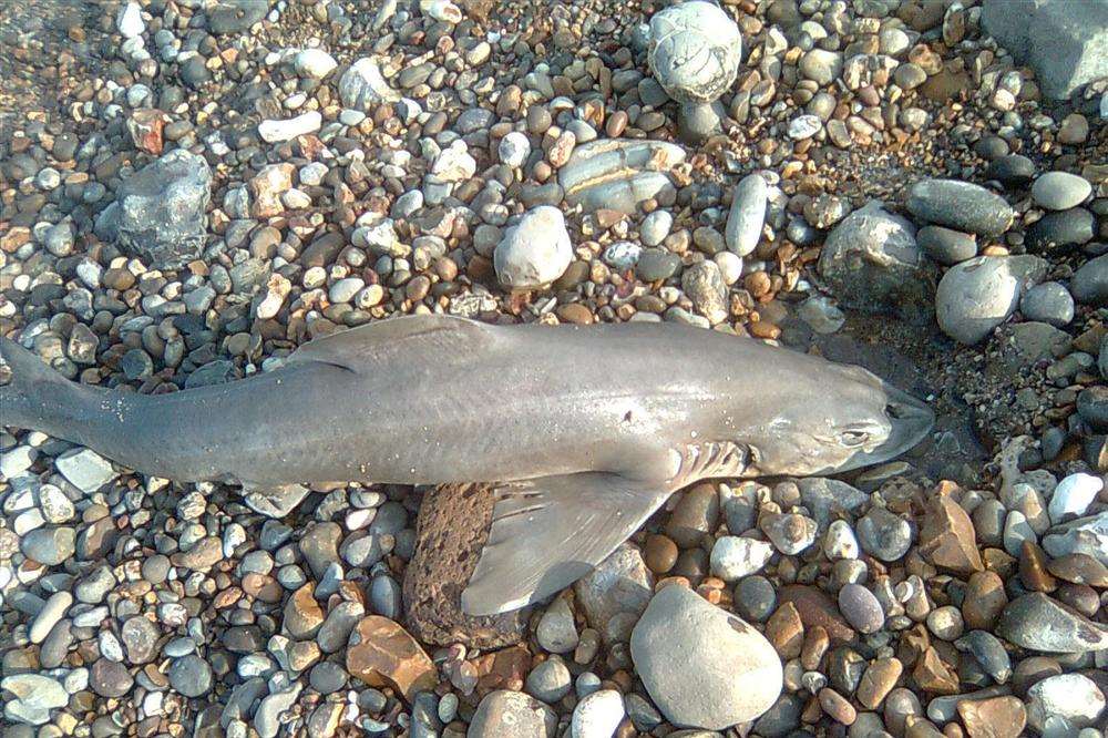 Native shark or dogfish called a smoothhound