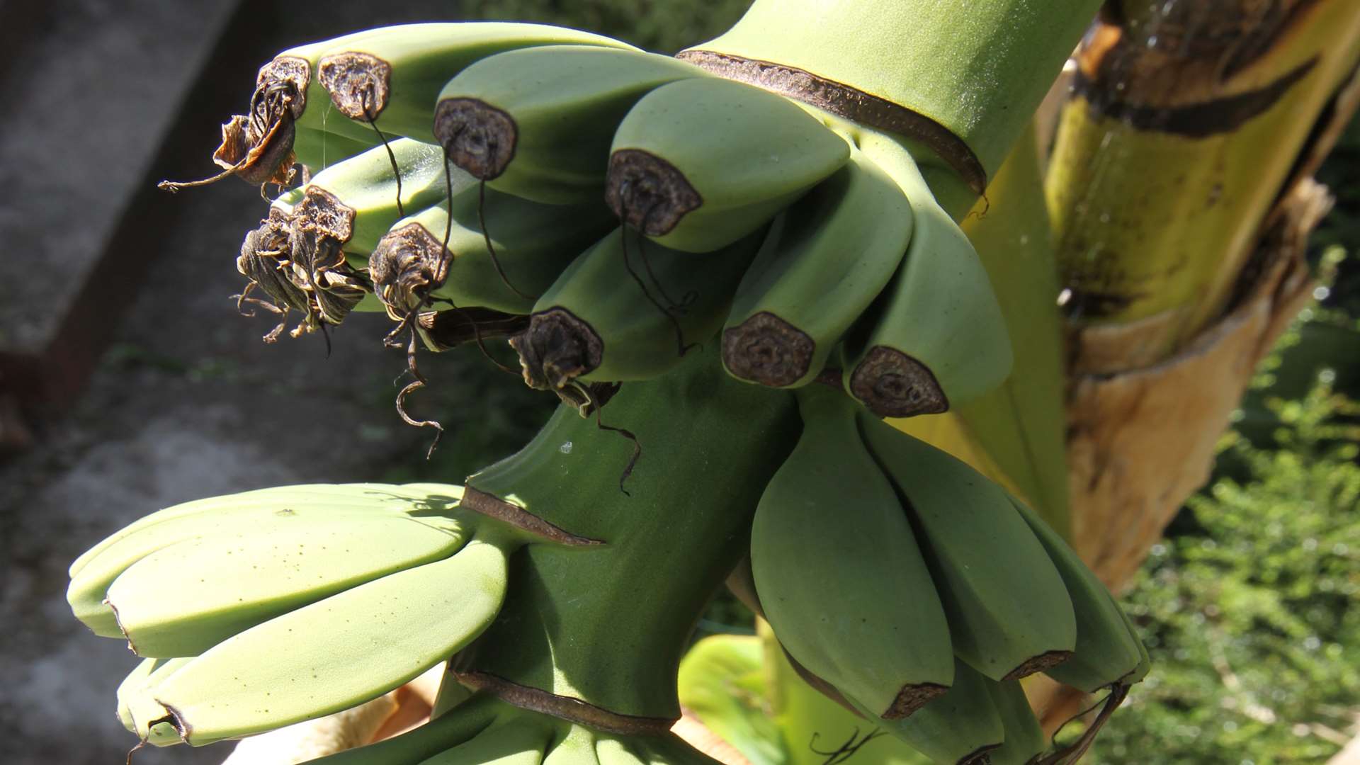 Bananas are being grown in Larkfield