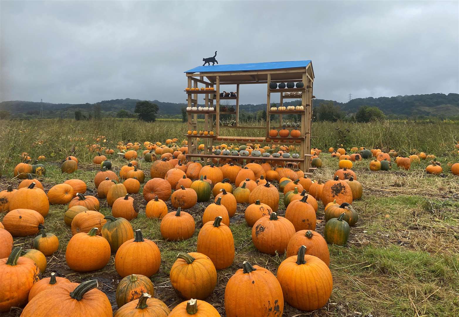 The farm in Old Chatham Road, Maidstone, grows a variety of squashes and gourds