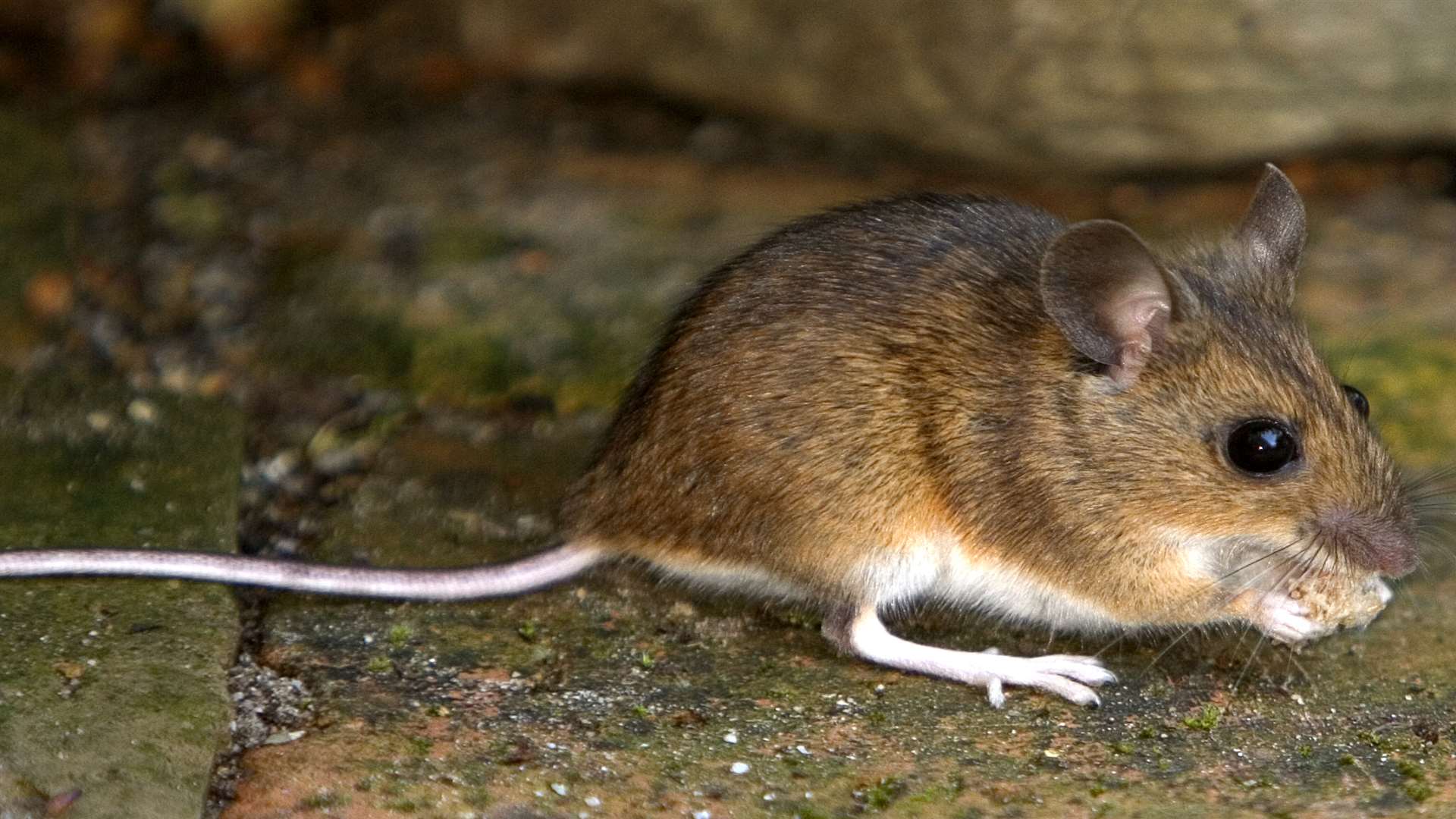 A mouse. Stock image.