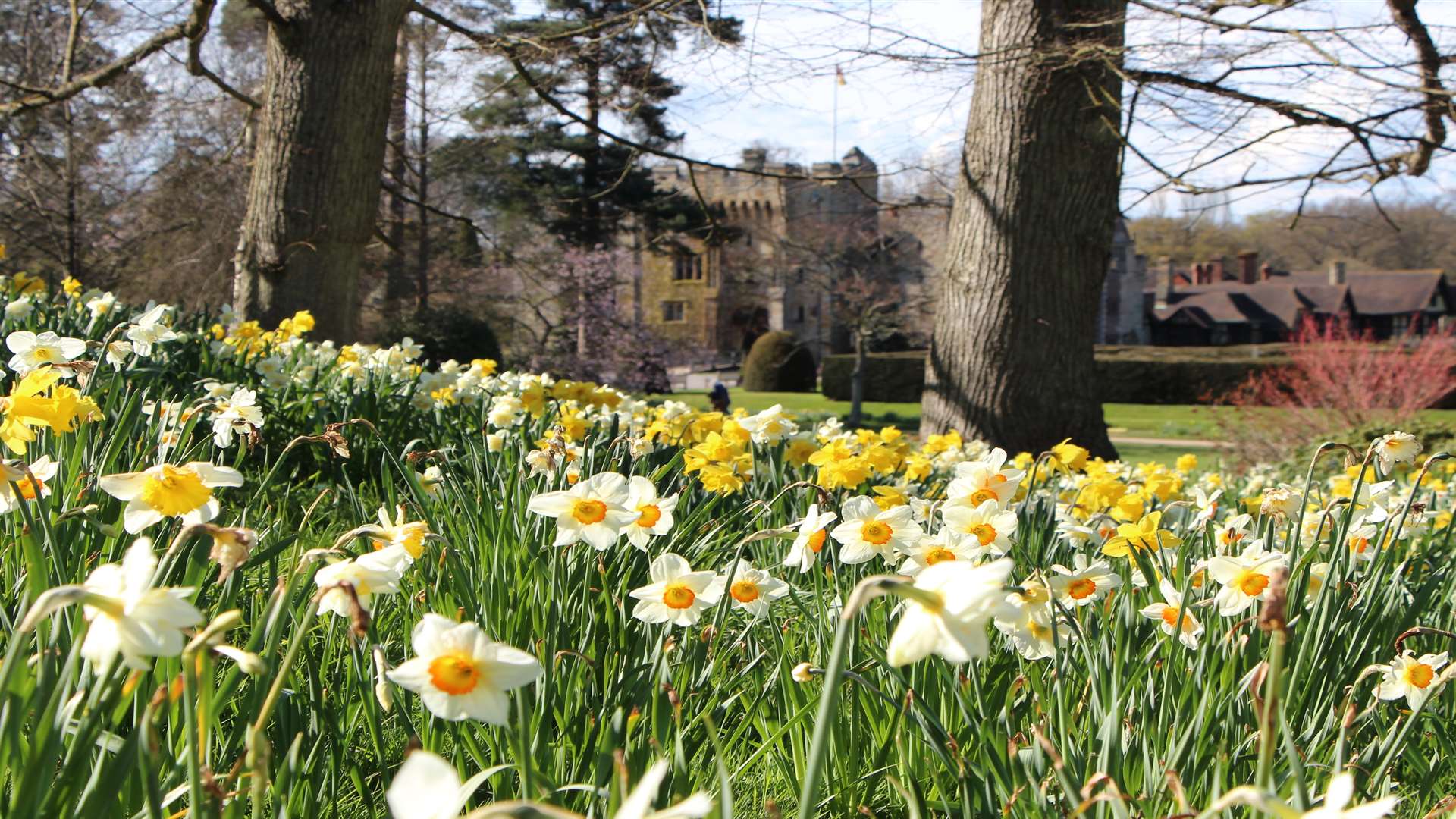 The Dazzling Daffodils at Hever Castle don't just come in plain yellow