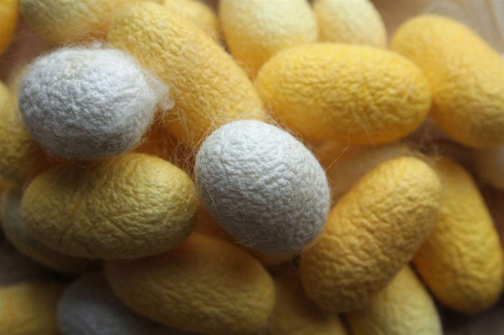 Silk cocoons - each one could make a quarter of a mile of silk