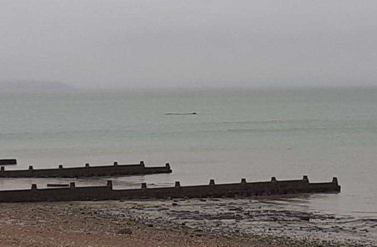 The whale was spotted 'spraying water in the air' off the Whitstable coast. Picture: Patrick Holness