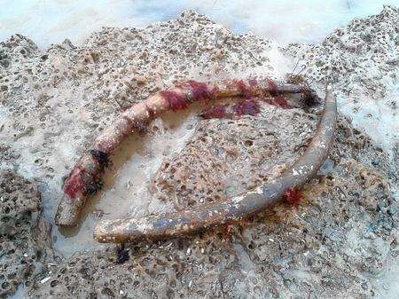 These potential mammoth tusks were discovered off the coast of Herne Bay.