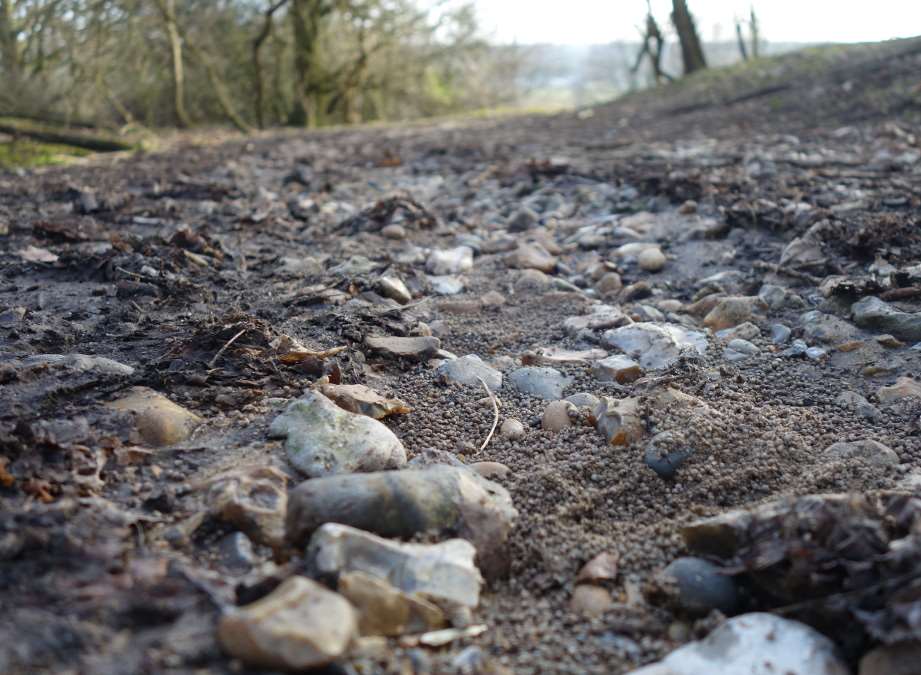 Lead pellets found on the Den Grove footpath at Sturry