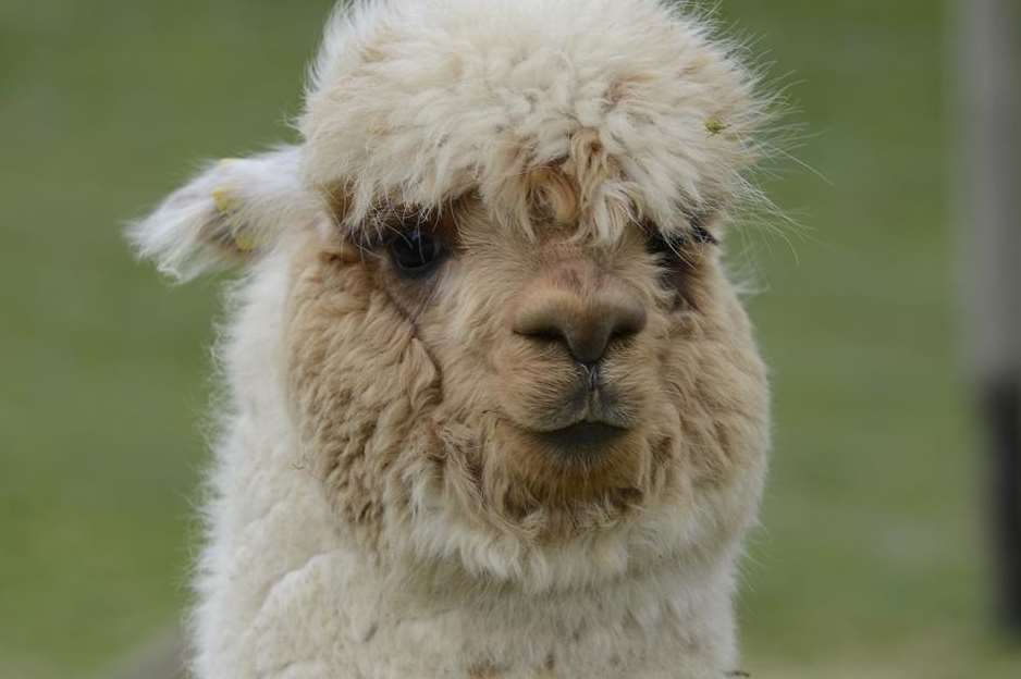 One of the alpacas that escaped the savage attack