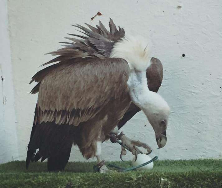 Harold the griffon vulture - thought to be a male bird for the last 20 years - has laid an egg. Picture: Eagle Heights.
