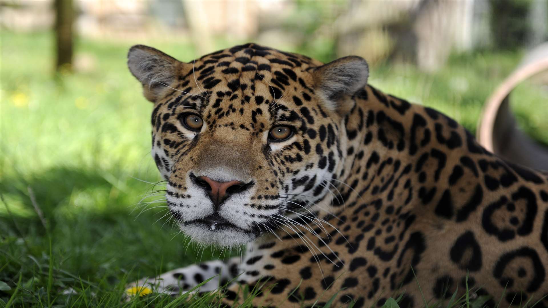 A jaguar, one of the animals at Wingham Wildlife Park