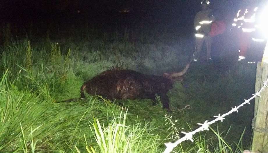 It took 12 firefighters to free the sinking cow. Picture by Kelly Stygle