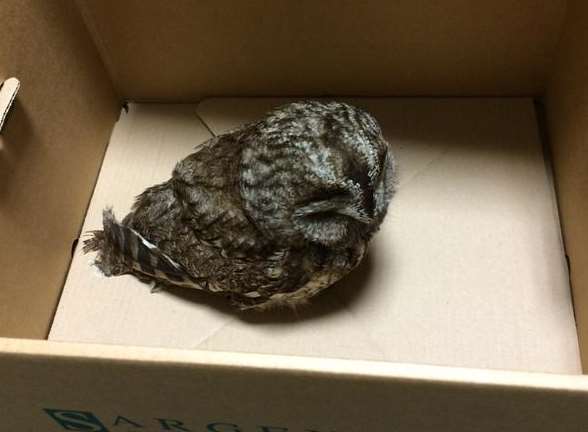This little owl was rescued from the side of the road. Picture: @kentpoliceroads