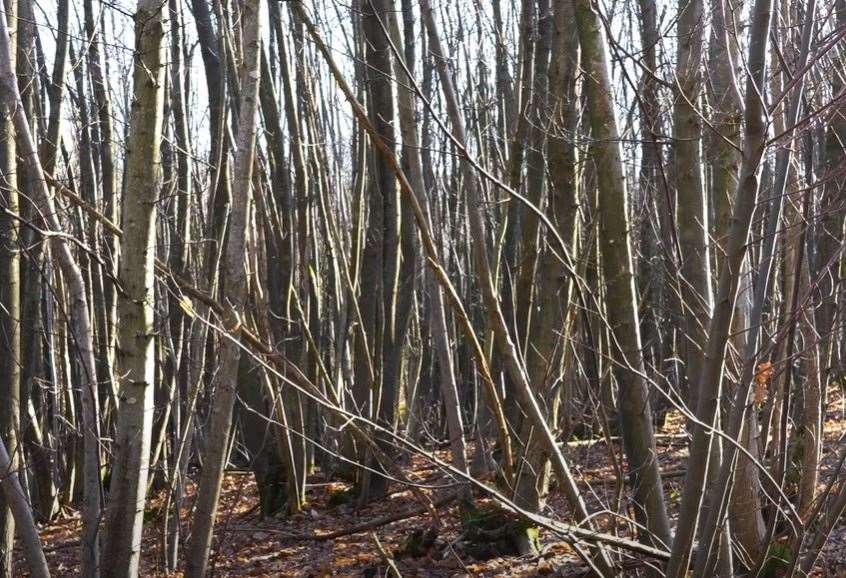 The woodland is estimated to be at least 400 years old. Picture: STC