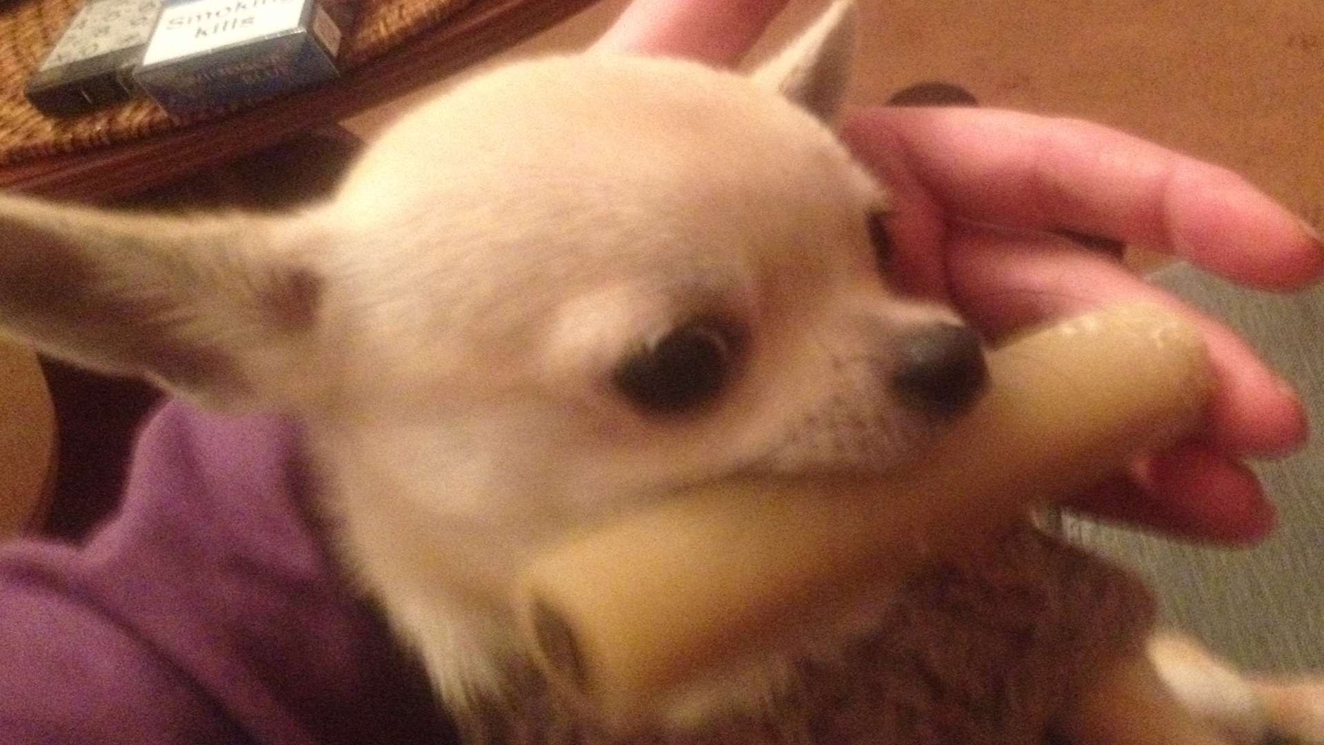Chihuahua Simon was stolen for a Smeeth house