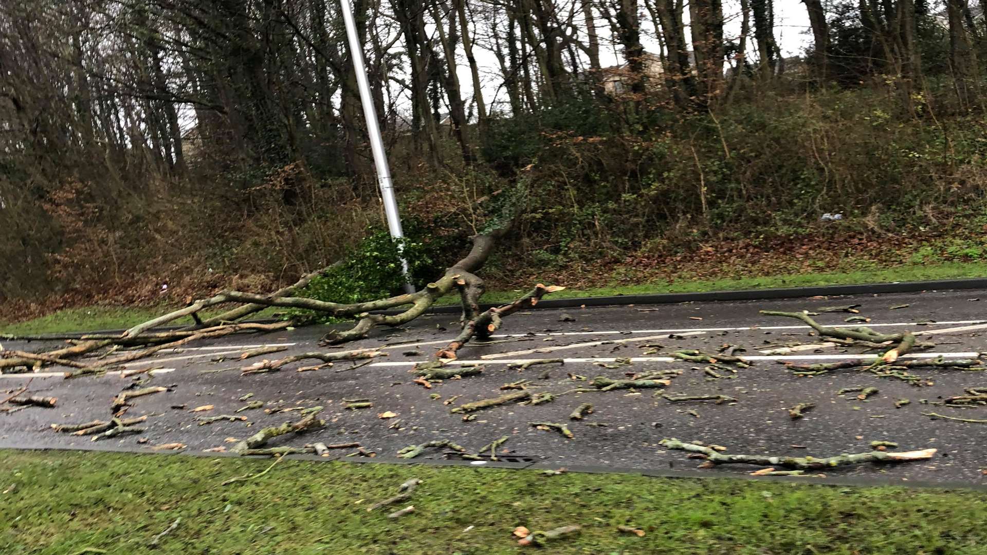 Another tree has also fallen in the area. Photo: Robert Andrew Williams