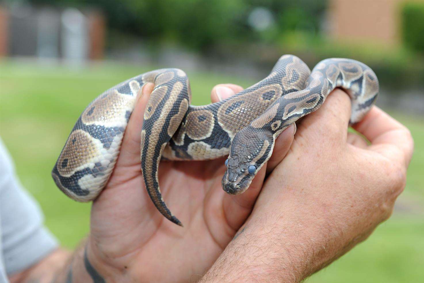 A Royal Python, age three years old.