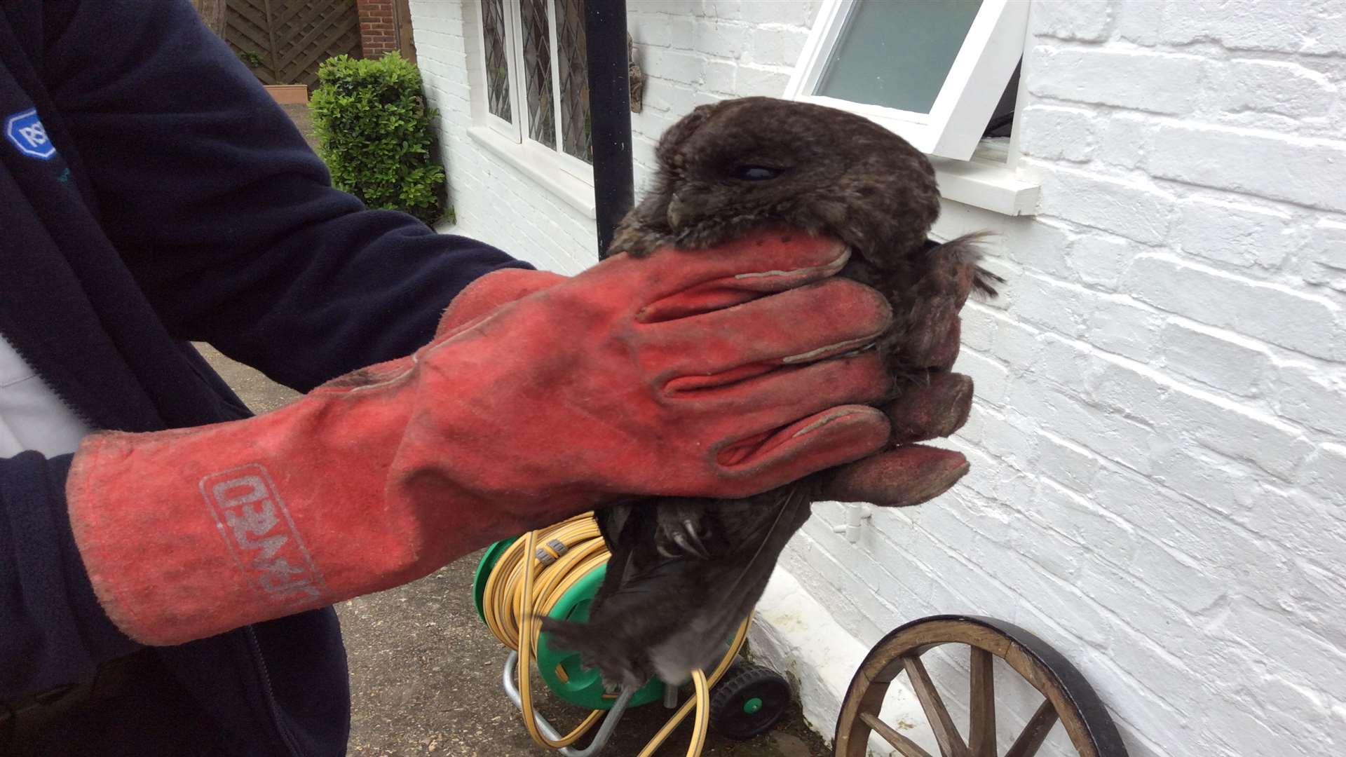 A young Tawny Owl was rescued from a stove in Headcorn. Picture: RSPCA