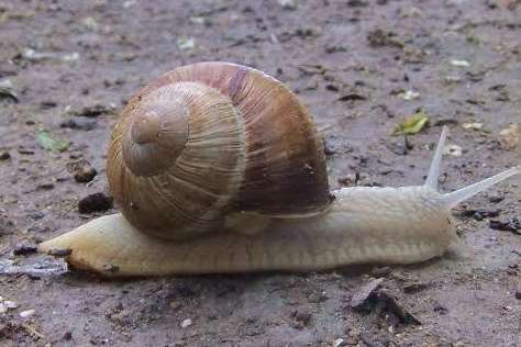 Ted Prangnell's picture of a Roman Snail