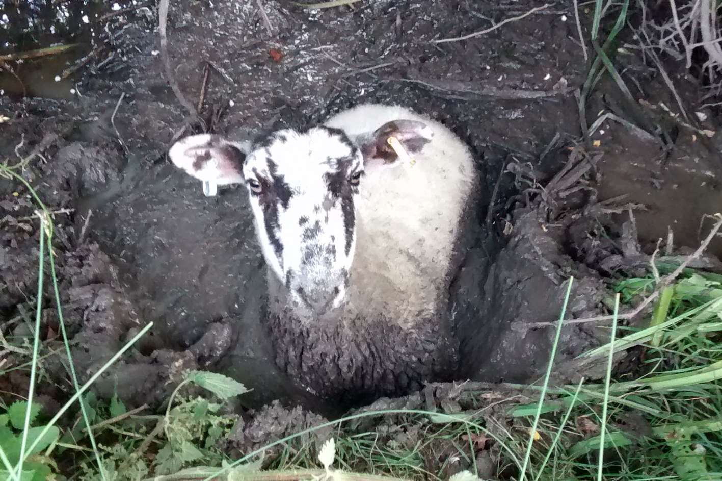 The muddy ewe stuck in the dyke