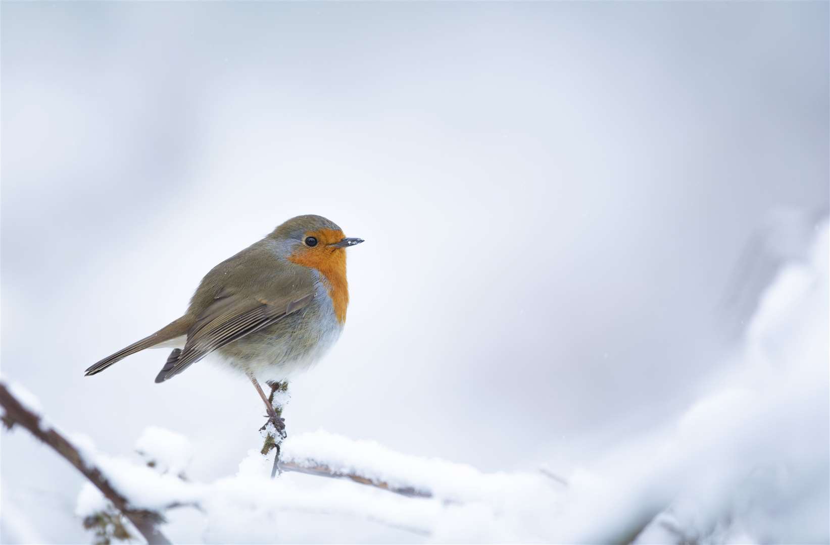 The robin's numbers are declining Picture: RSPB Images