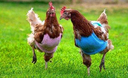 Chickens wearing jumpers like those being knitted by Towers School pupils