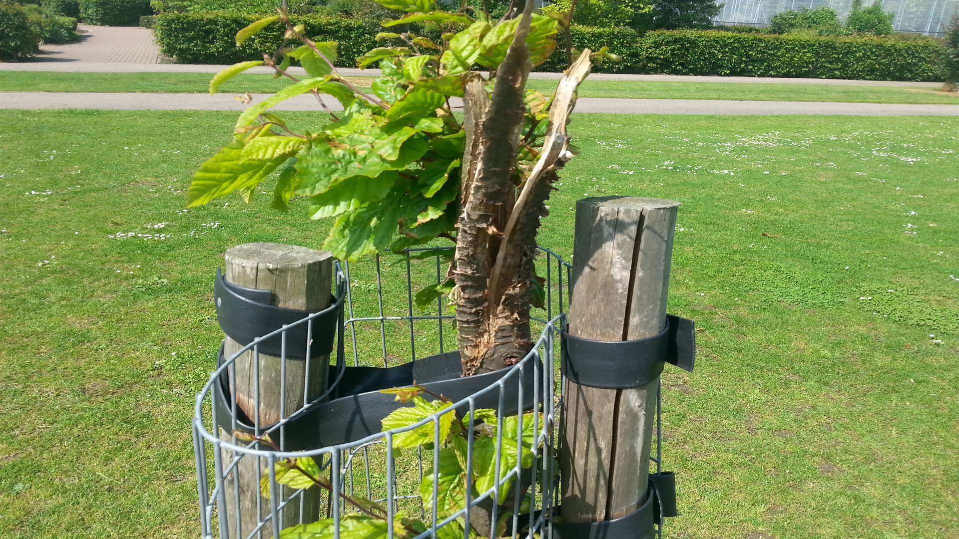 The new trees in Memorial Park, Herne Bay