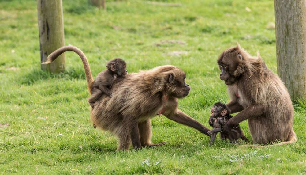 The baby gelada baboons are learning to interact. Pic by Dave Rolfe
