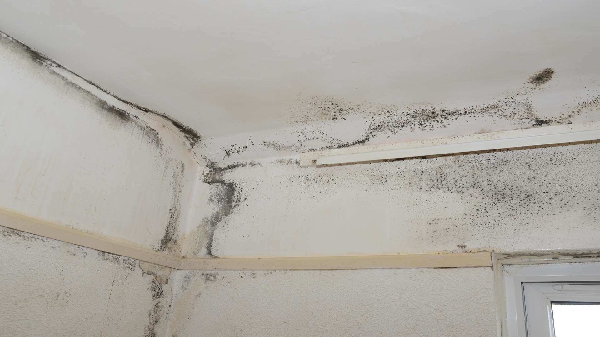 Mould on the ceiling in one of the bedrooms