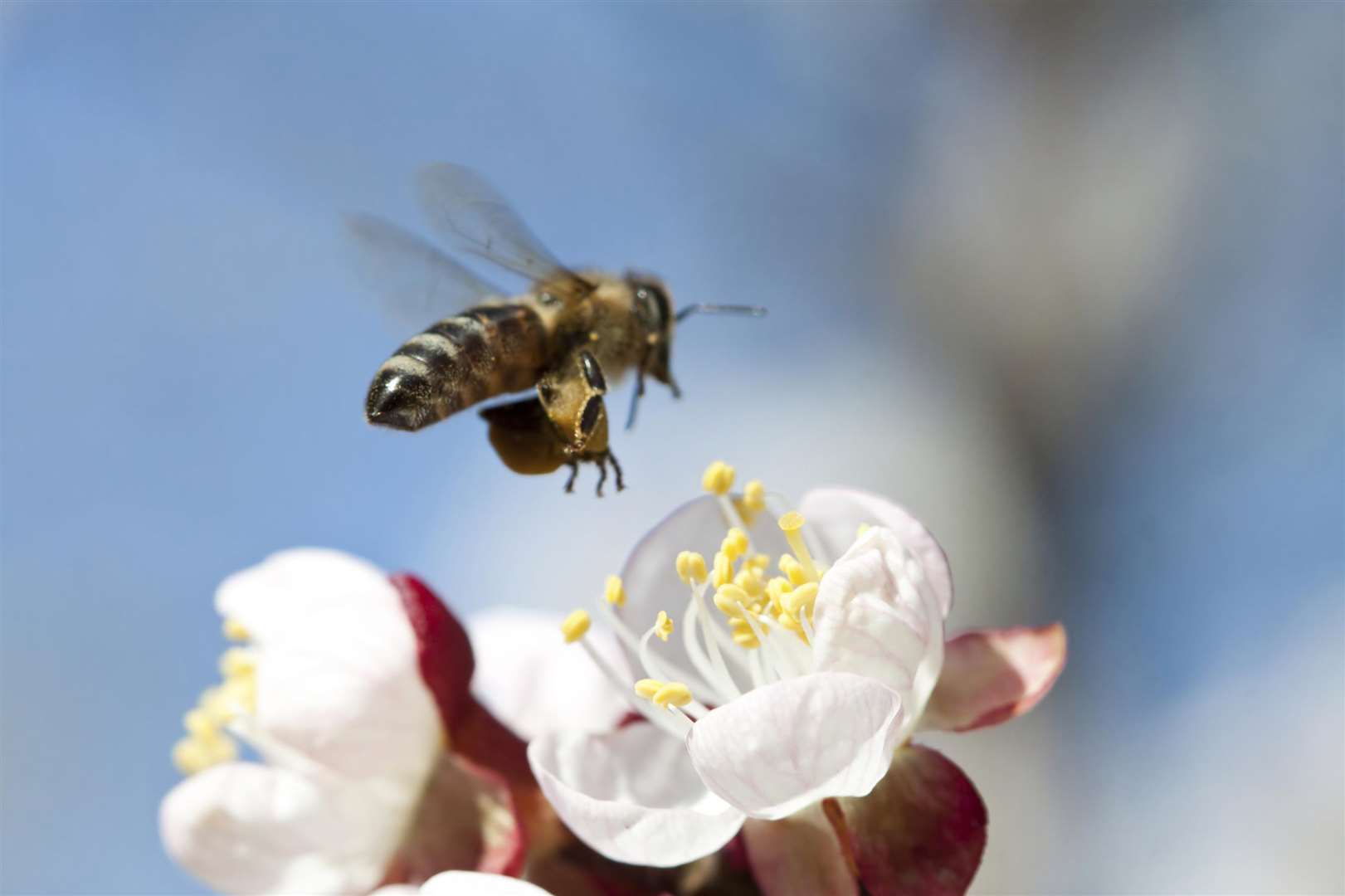 Honey bee will be a key focus of park plans