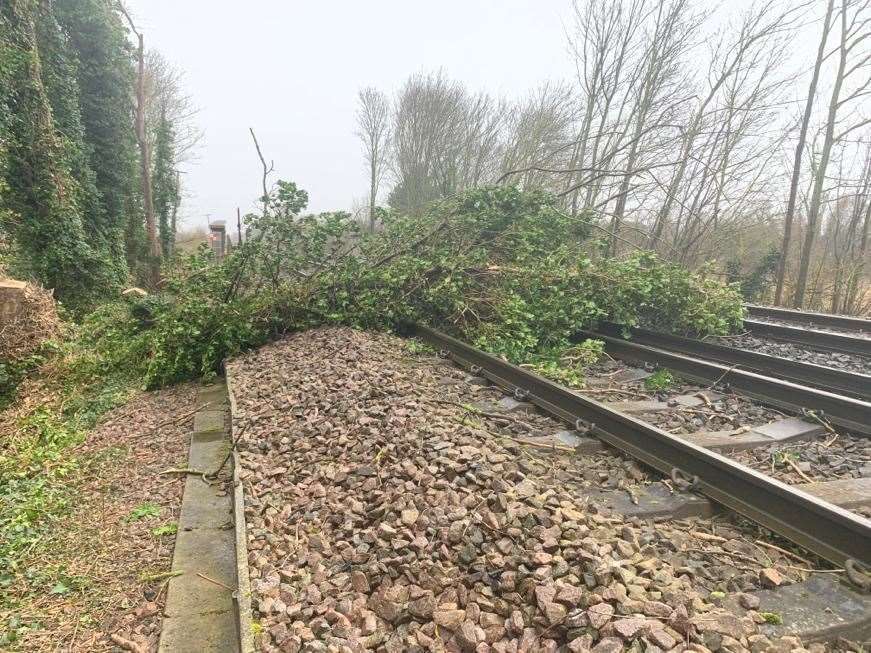 The tree blocking the line towards London at Teynham. Picture: Southeastern (28746295)