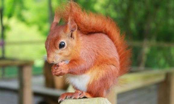A red squirrel at Wildwood Trust