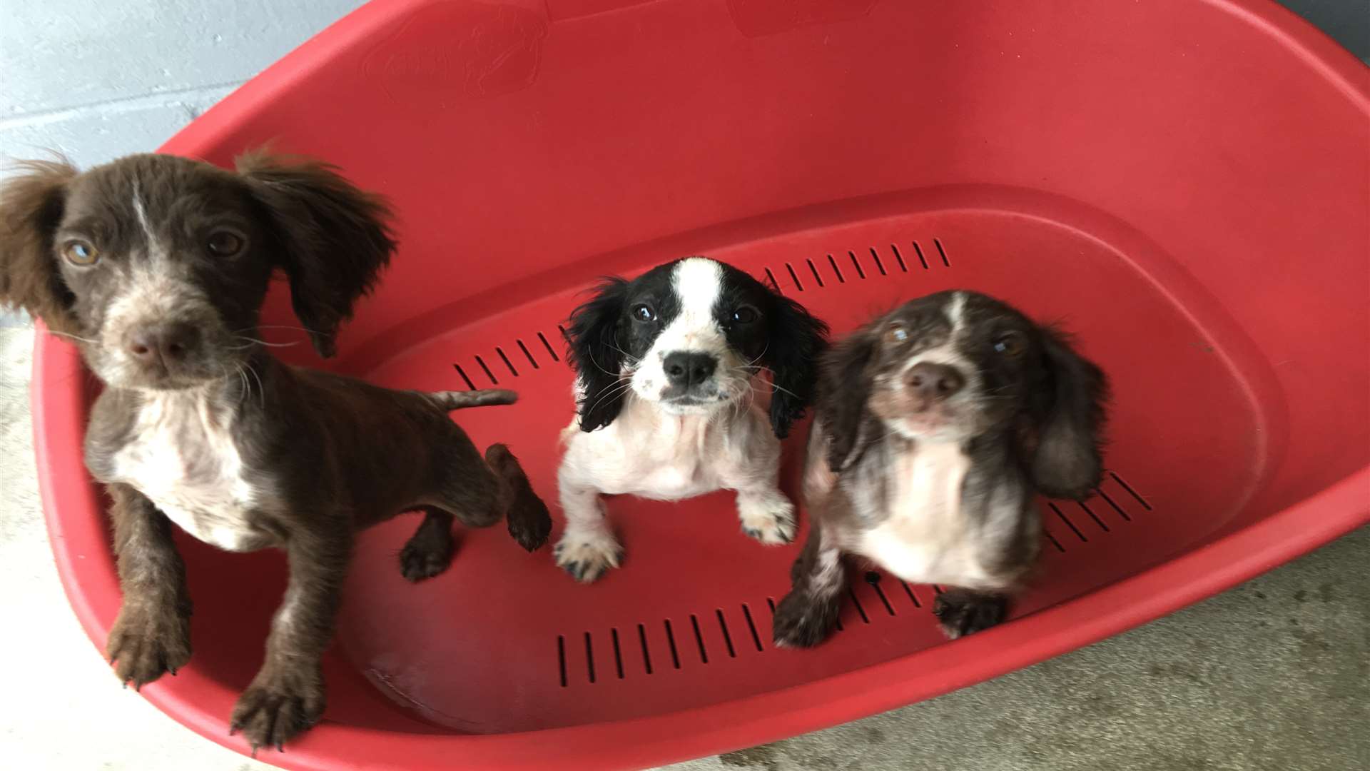 Six puppies were dumped in woods in High Halden near Ashford. Pictures courtesy of RSPCA