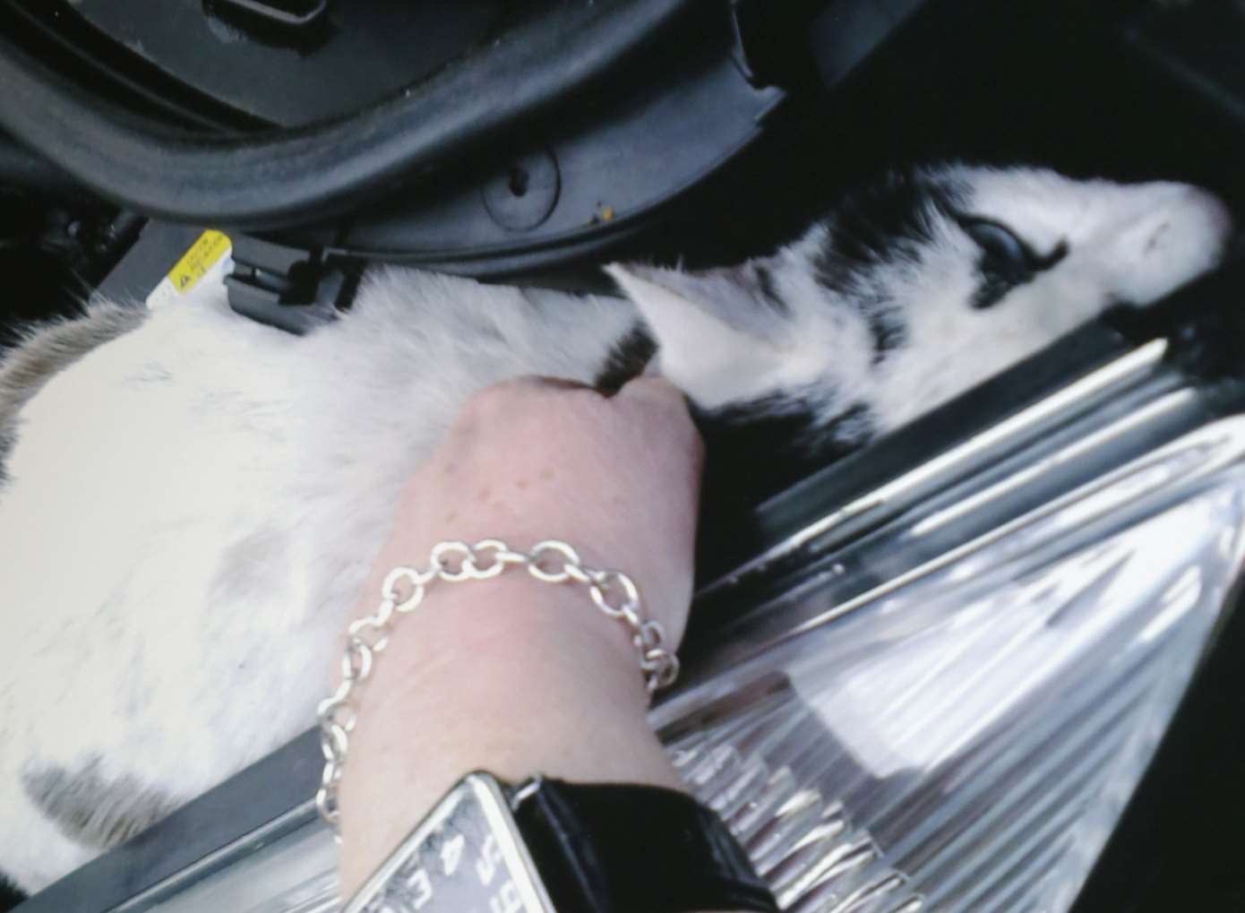 Mechanics were called to free Timmy from the engine. Picture: Jane Butcher