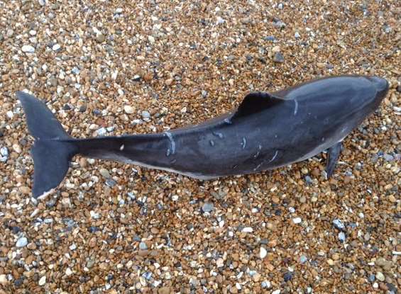 The dead dolphin on Walmer beach Photo: Richard Baker