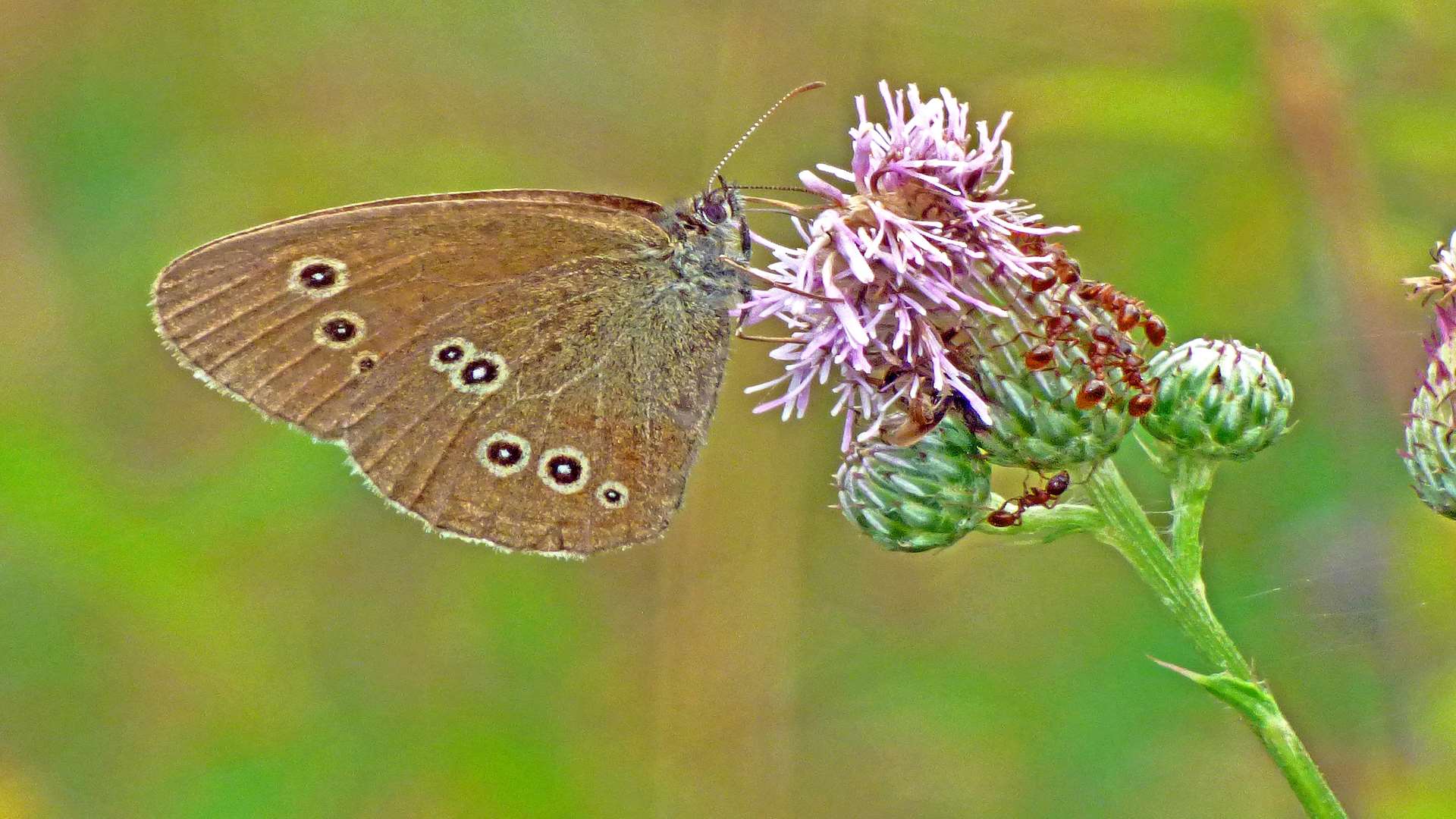 Val Butcher's delicate picture of a butterfly in Mote Park won the Wildlife category of the competition