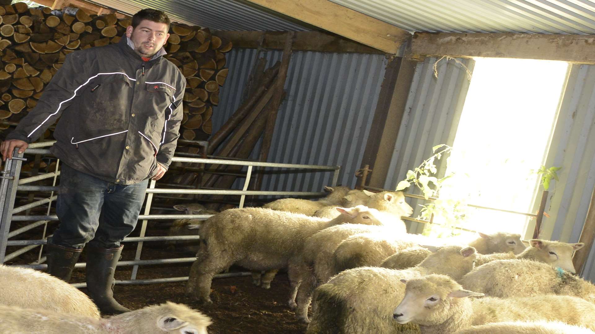 Farmer Alex Pynn said the sheep that survived were shocked and wounded
