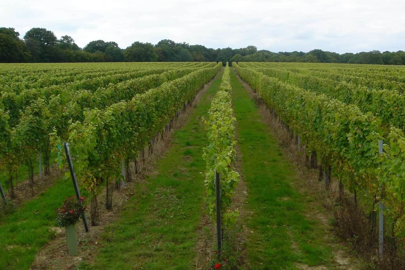 A vineyard at Gusbourne Estate in Appledore
