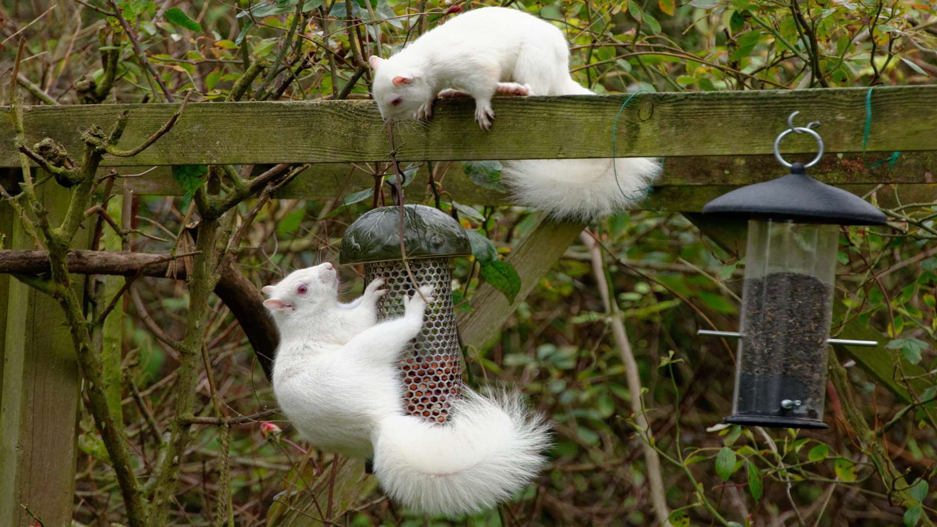 John Humble has a pair of albino squirrels that have been visiting his New Barn garden for a year