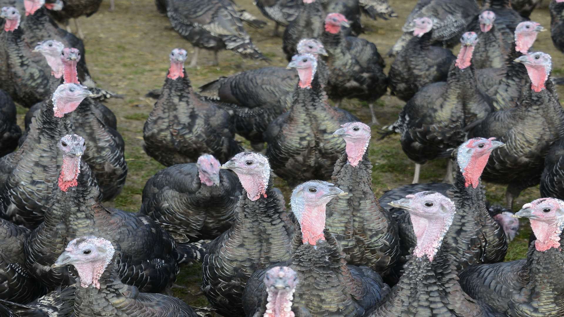 Fred Durham wanted to buy a live turkey. Stock image.
