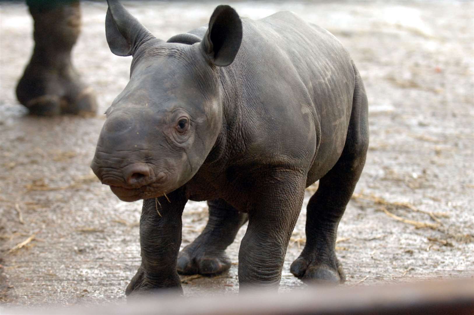 Rhinos are among the dozens of species bred at Port Lympne and Howletts
