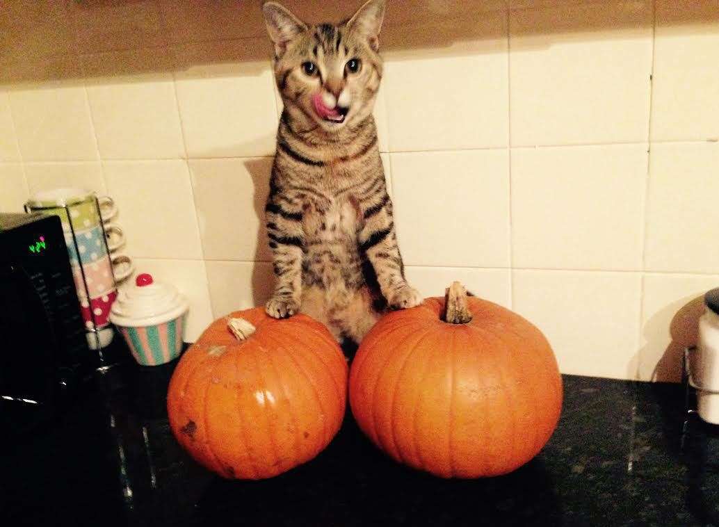 Yum - I like pumpkins! Luna the cat, sent in by Phoebe Sheppard of Mill Road, Deal