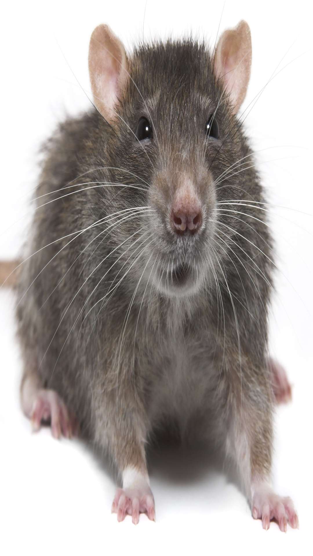 A rat was spotted in the cafe. Picture: Thinkstock