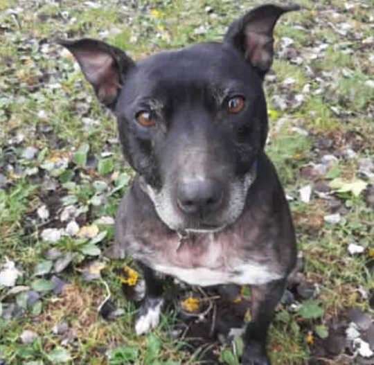 Sadie is in Kent and needs a new home
