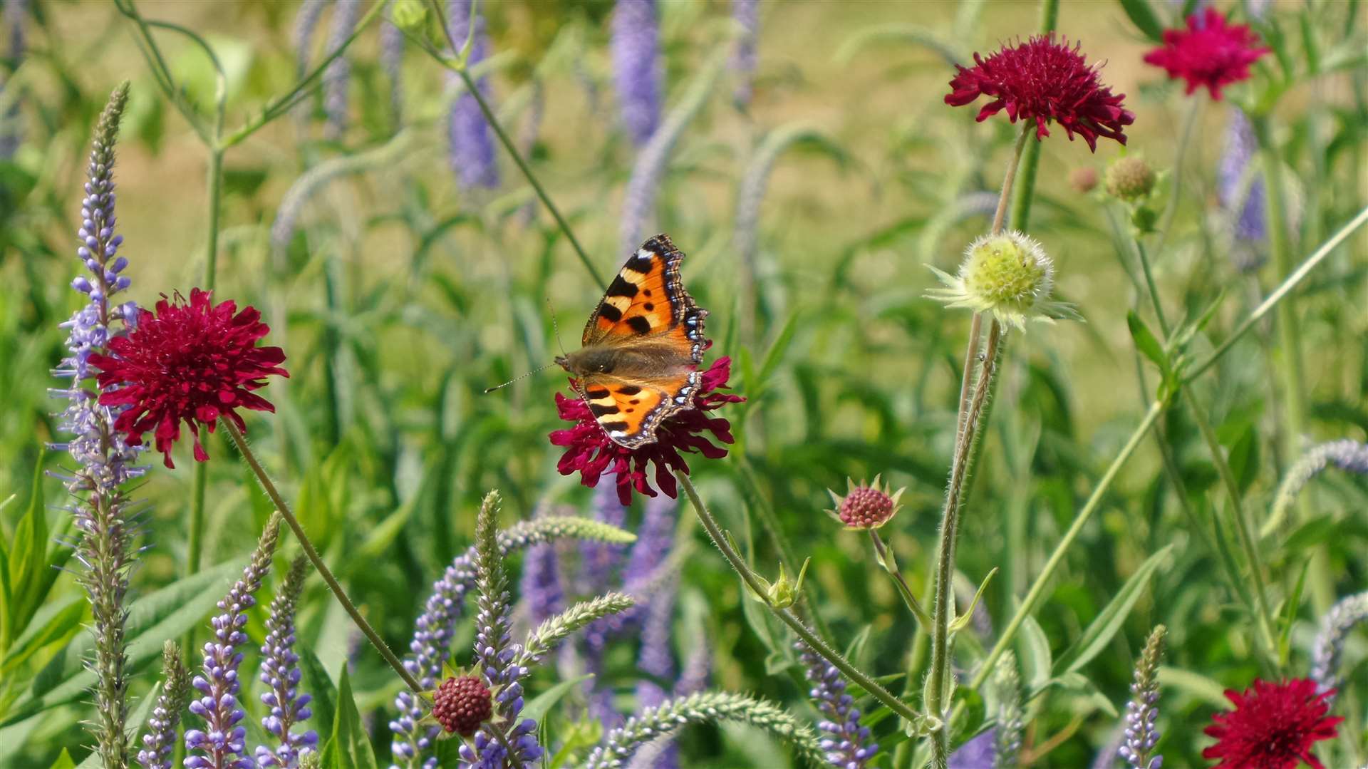 Look out for butterflies, such as this small tortoiseshell butterfly