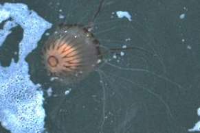 One of the jellyfish in Dover Harbour, photographed by Mercury reader Denise Sparks.