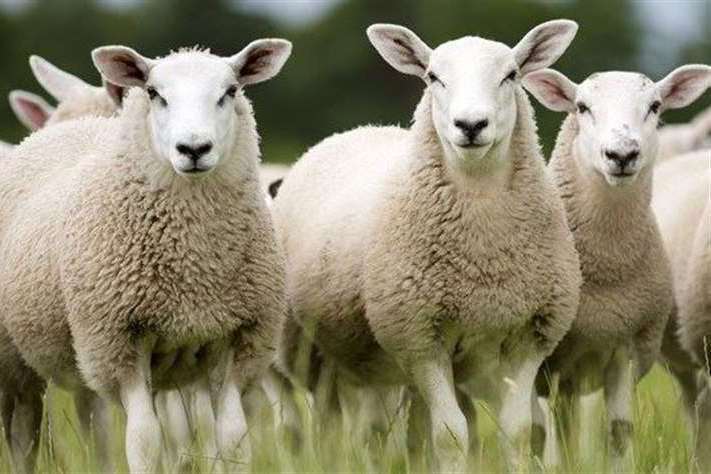 It is thought the Canterbury shepherd may have contracted the bacteria during lambing season. Picture: Stock Image