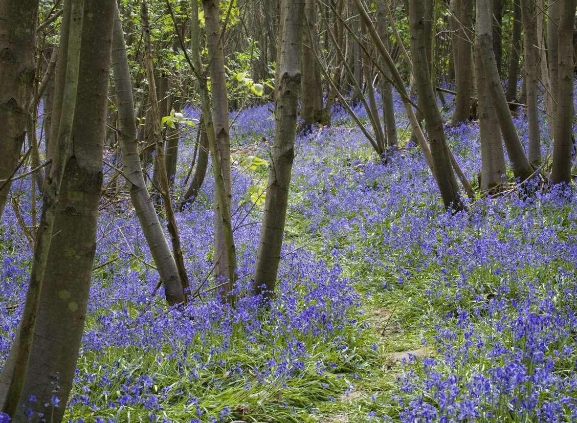 More than half the global population of bluebells flower on UK shores