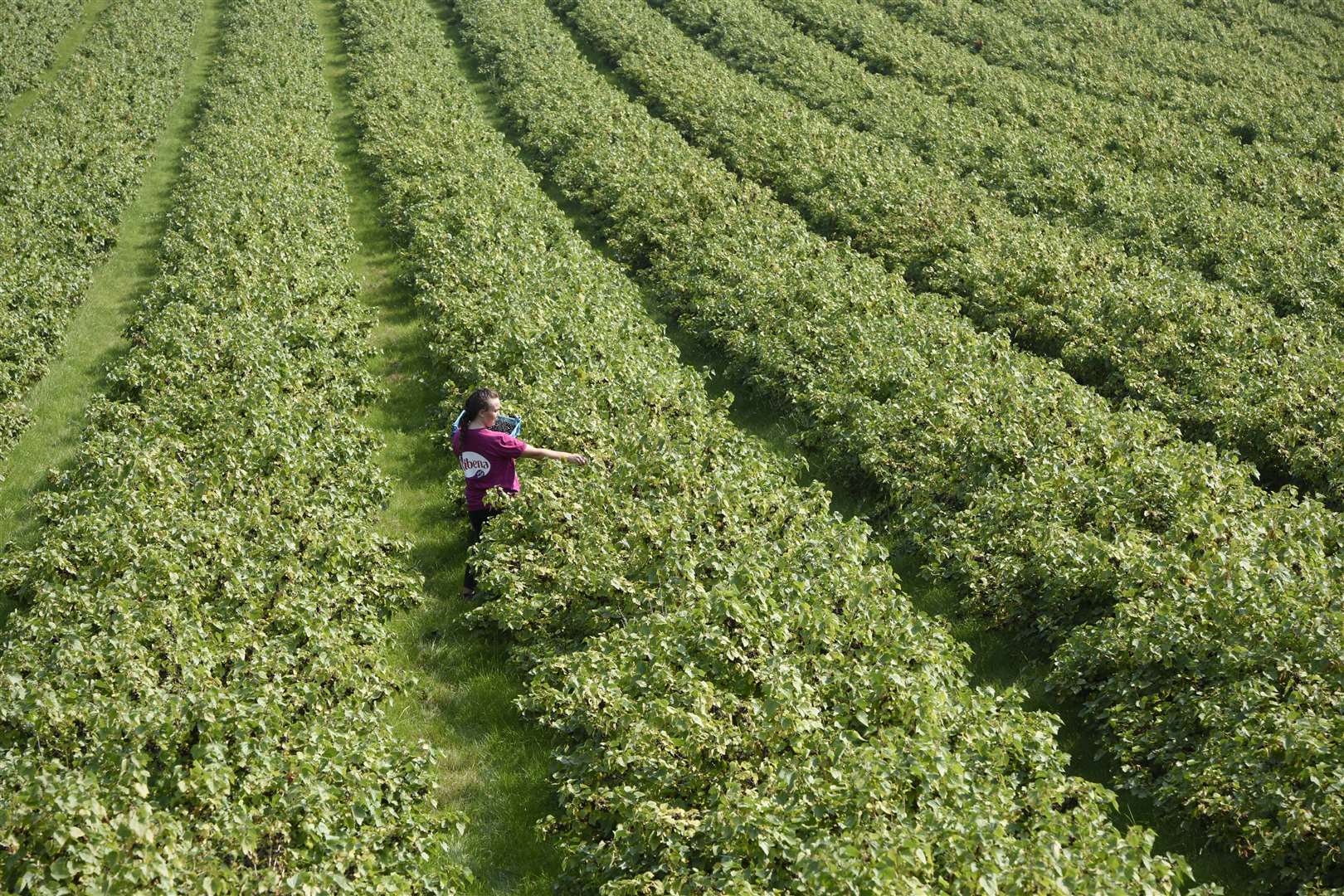 Seasonal labour has presented a challenge to many agricultural firms