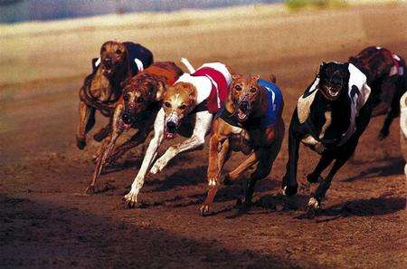 Dogs racing at Sittingourne's Central Park Stadium