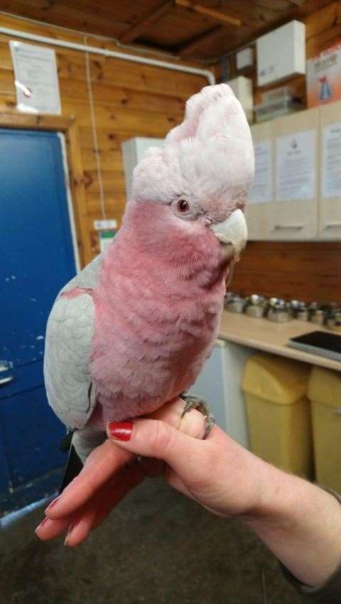 Boo the cockatoo was keeping cool in an air conditioned container in a van in the carpark of the Holiday Inn in Maidstone Road, Chatham when she vanished