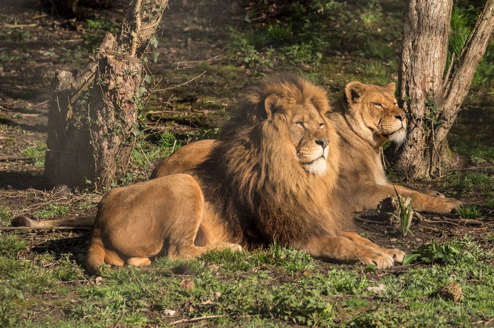 Rescued lions Zulu and Wilma have found a new home at Port Lympne. Picture: Port Lympne