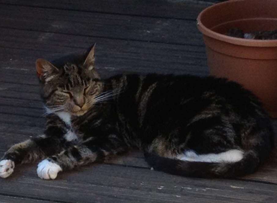 Marian Kitchener's cat Soxx was shot in Deal